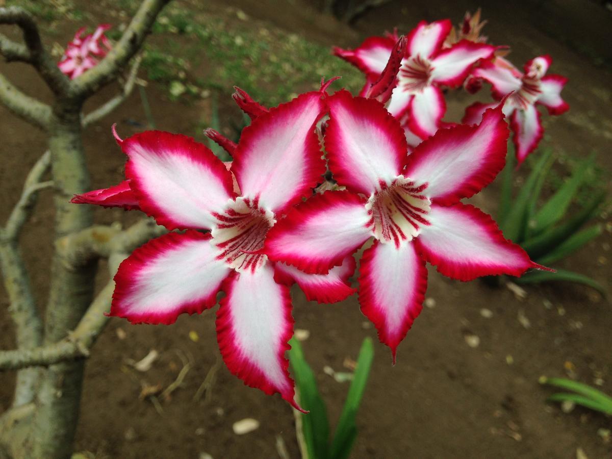 Impala Chalets Phalaborwa Luaran gambar